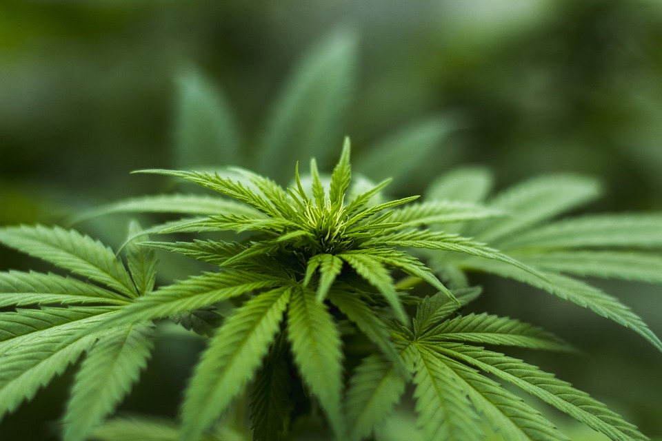 Ein Jahr Cannabis-Verordnung – ein ernüchterndes Fazit